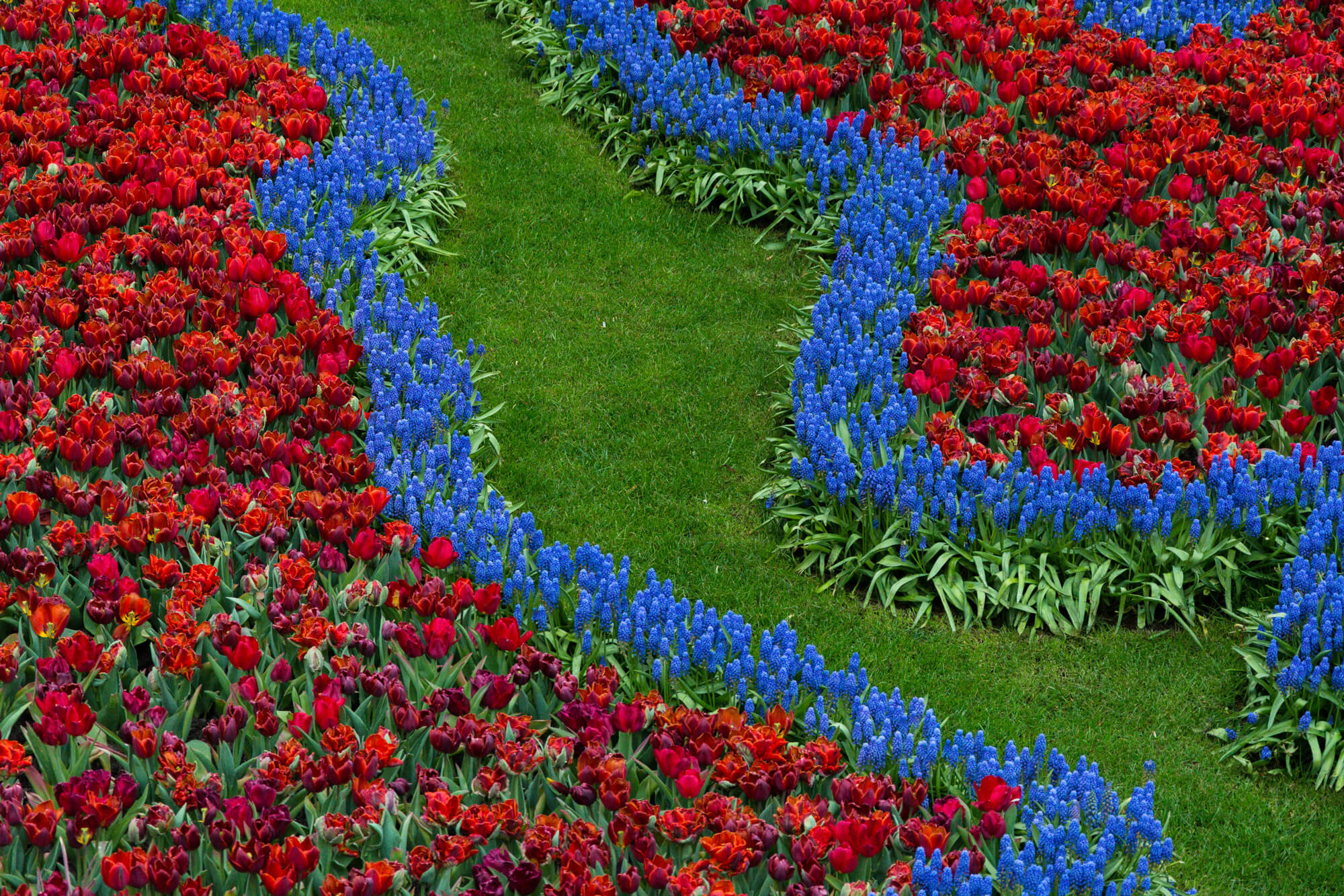 keukenhof couleurs tulipes parc floral moulins