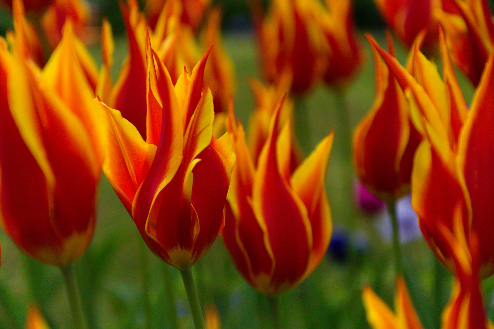 tulipe keukenhof parc floral lisse hollande visite