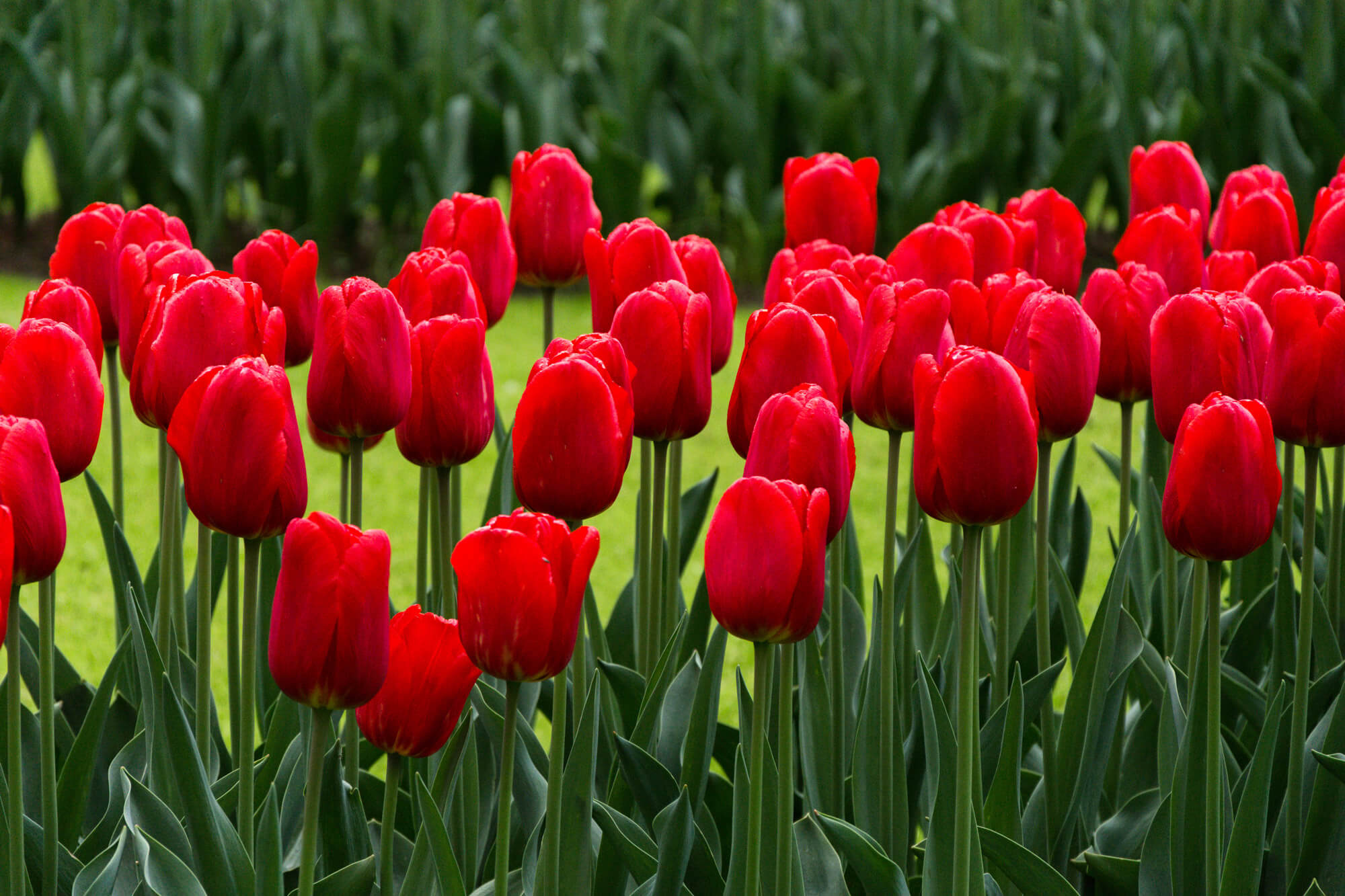 tulipes rouges moulins sabots gouda asperges hollande