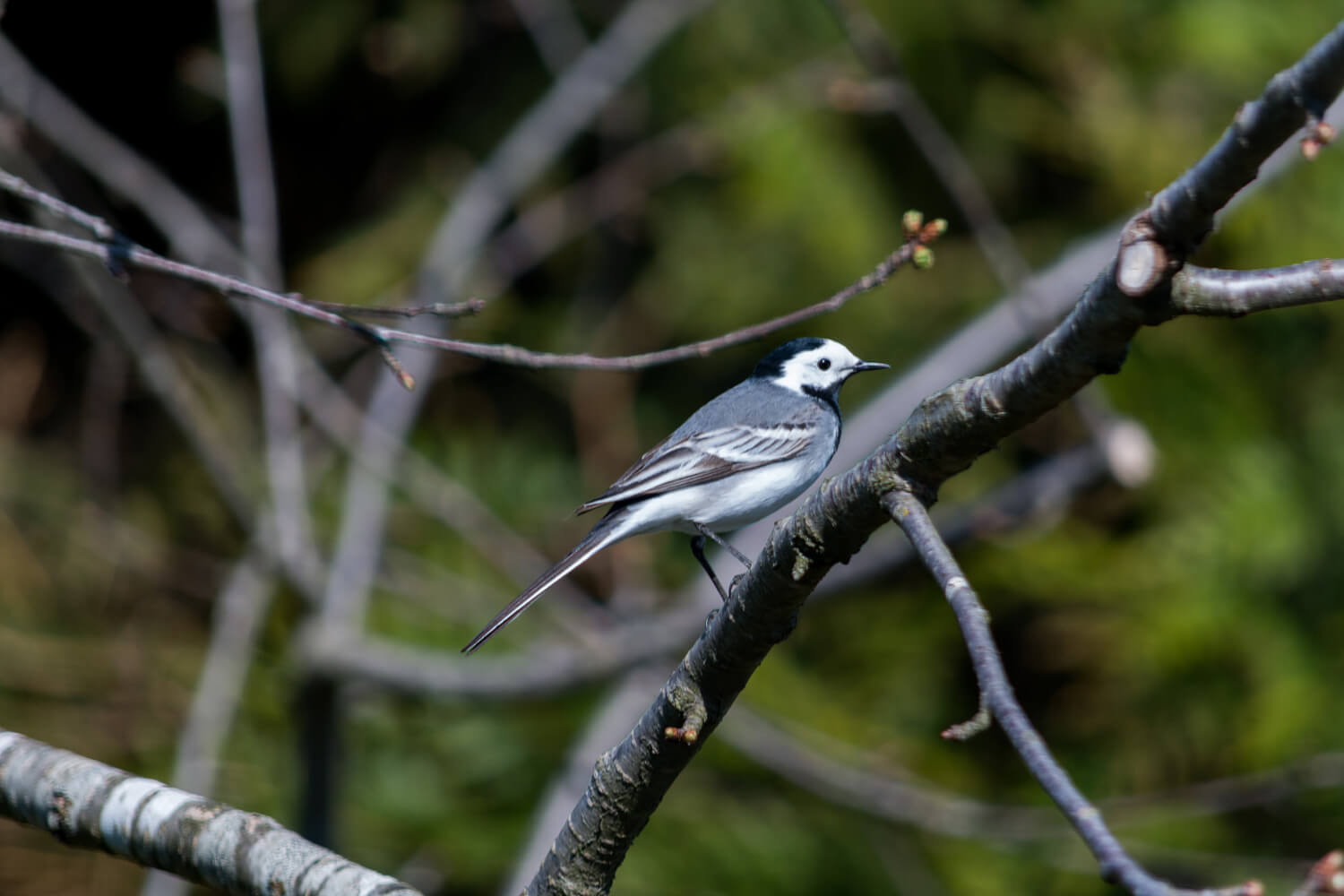 bergeronnette grise oiseau jardin nature passereau