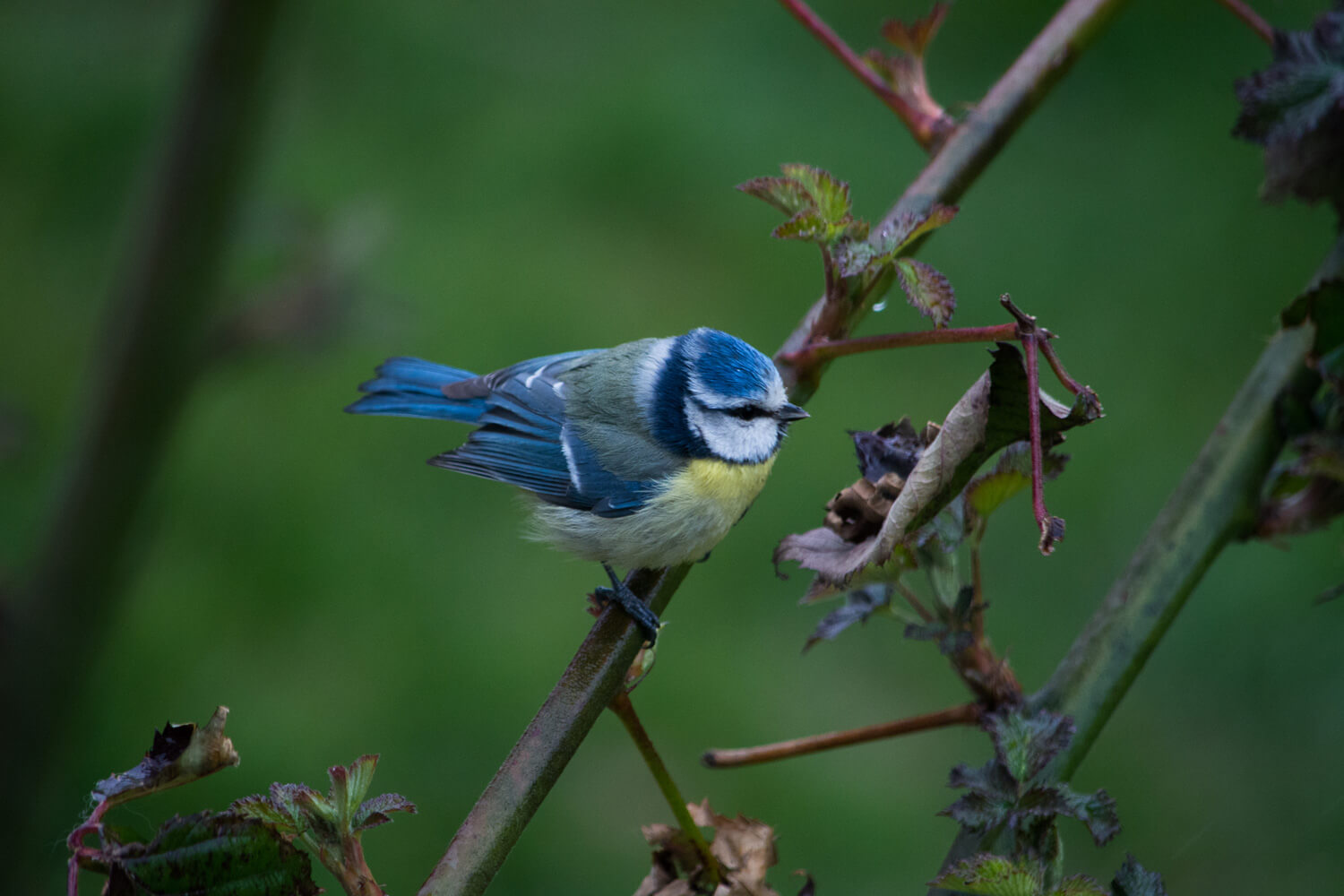 chant oiseau mesange bleue jardin nature
