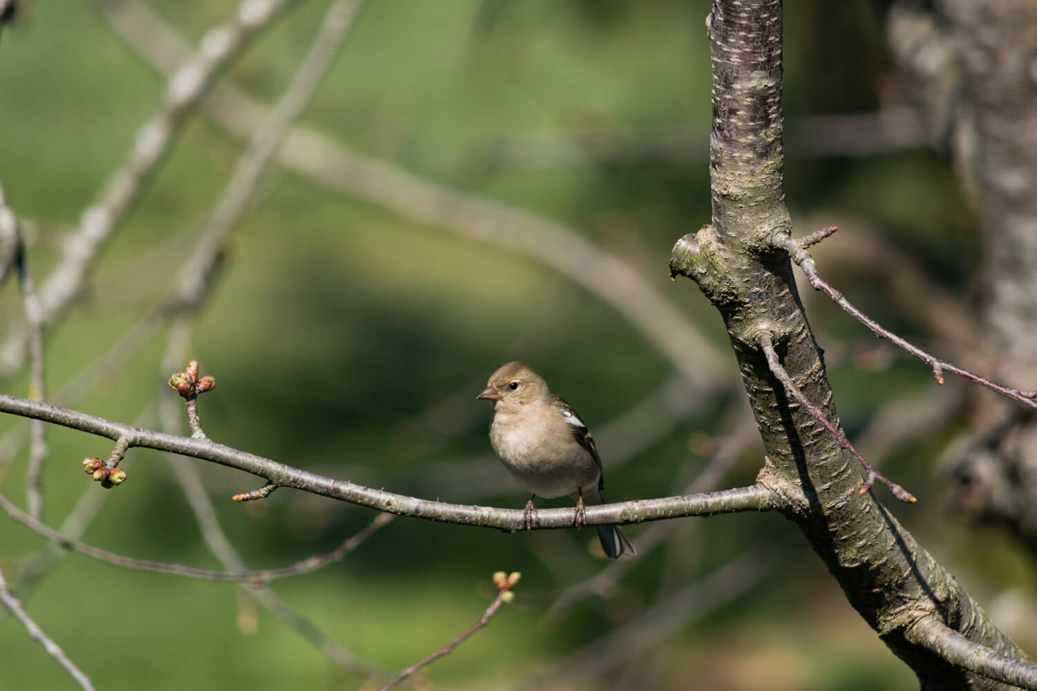 pinson des arbres femelle oiseau printemps
