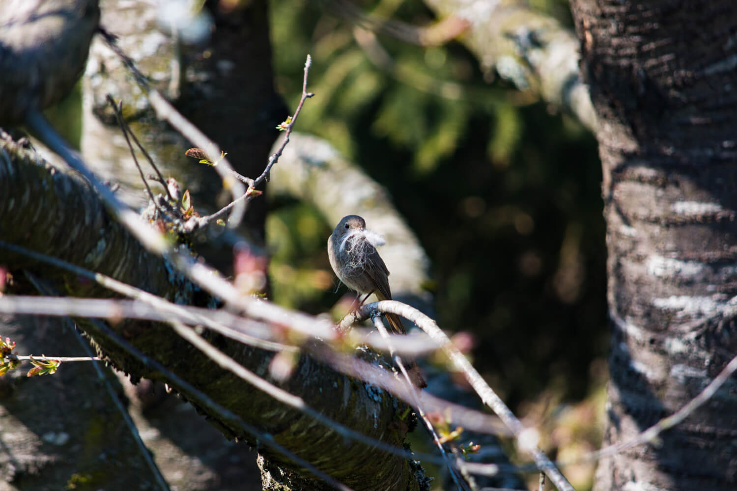 rougequeue noir femelle passereau oiseau printemps nid