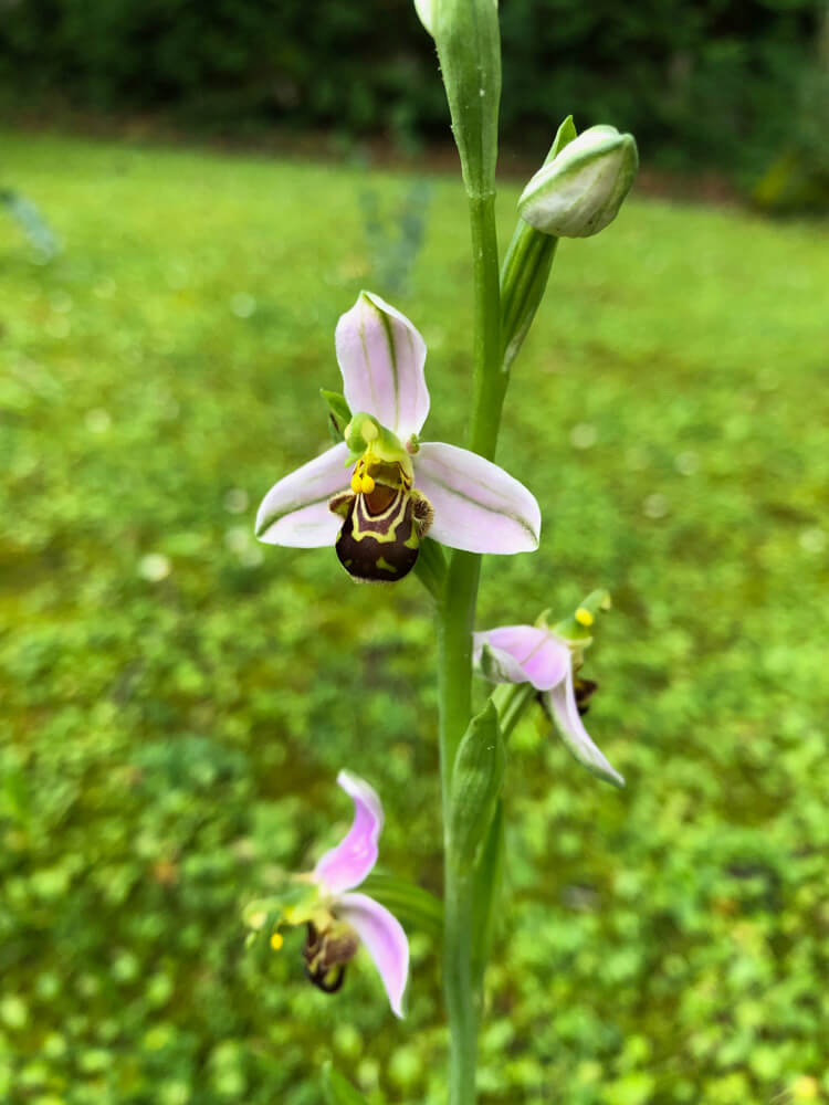 orchidée sauvage Sare Pays Basque nature