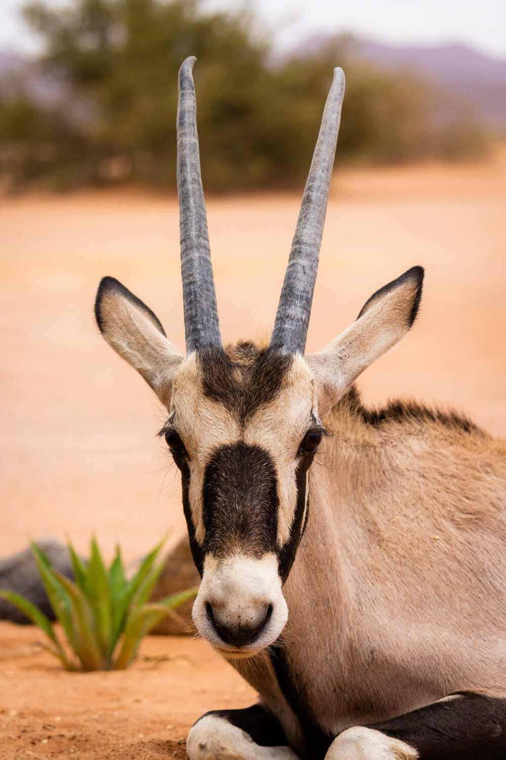 10 faune namibie gazelle oryx