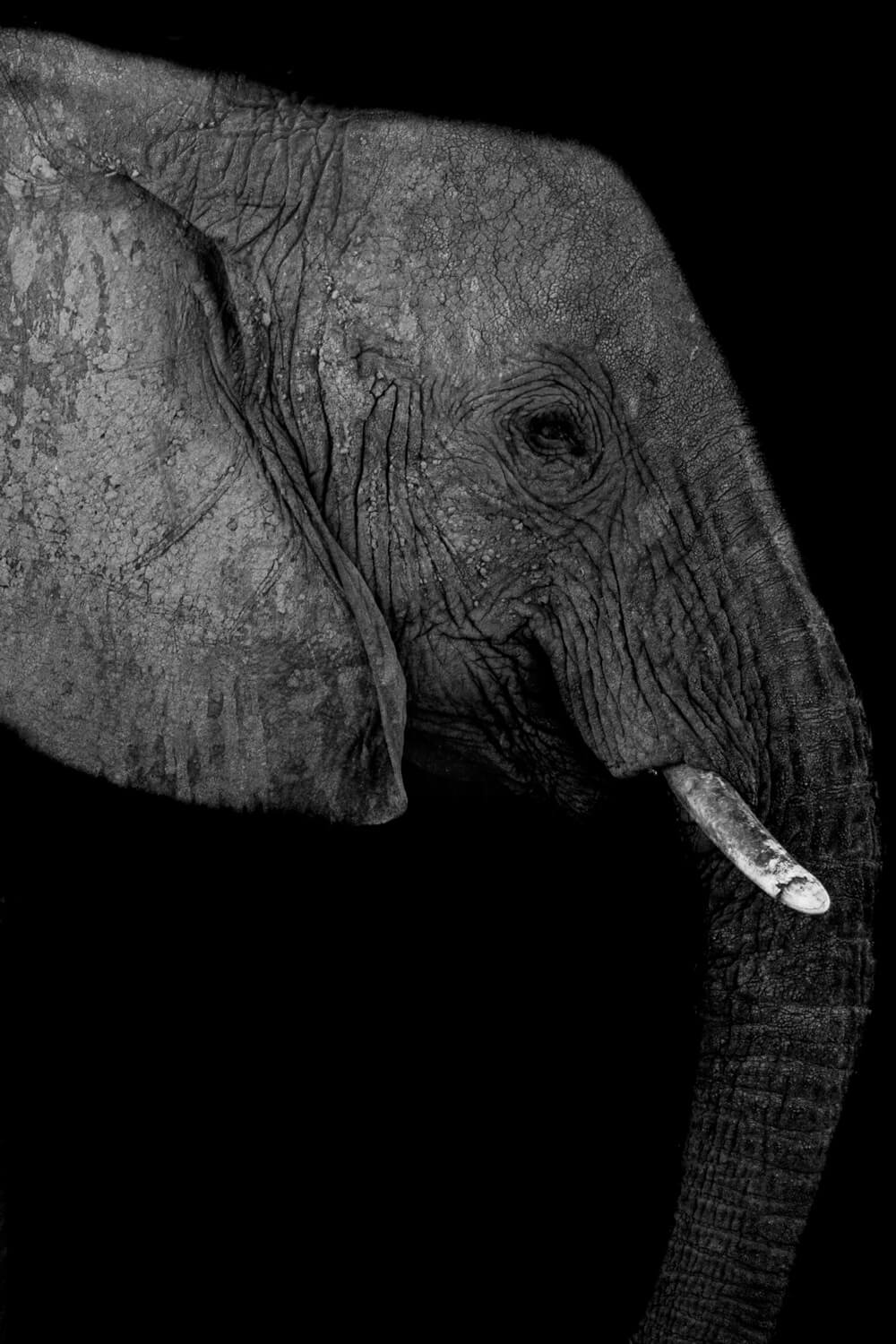 elephant photographie animaliere nikon d7100 afrique