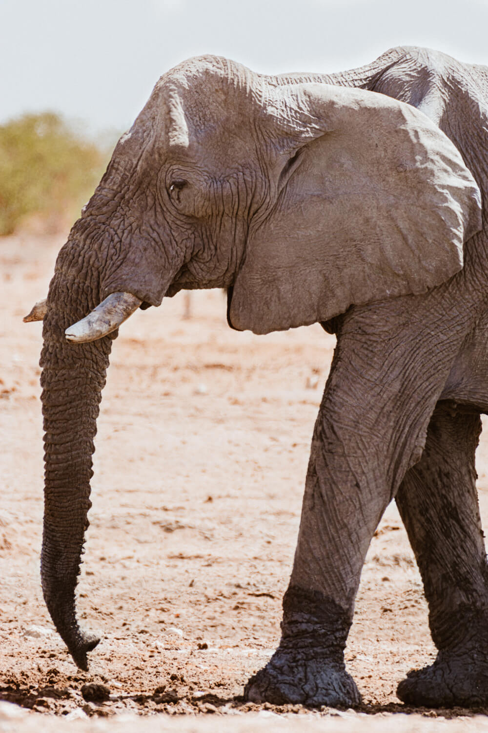 ghost elephant wildlife etosha national park
