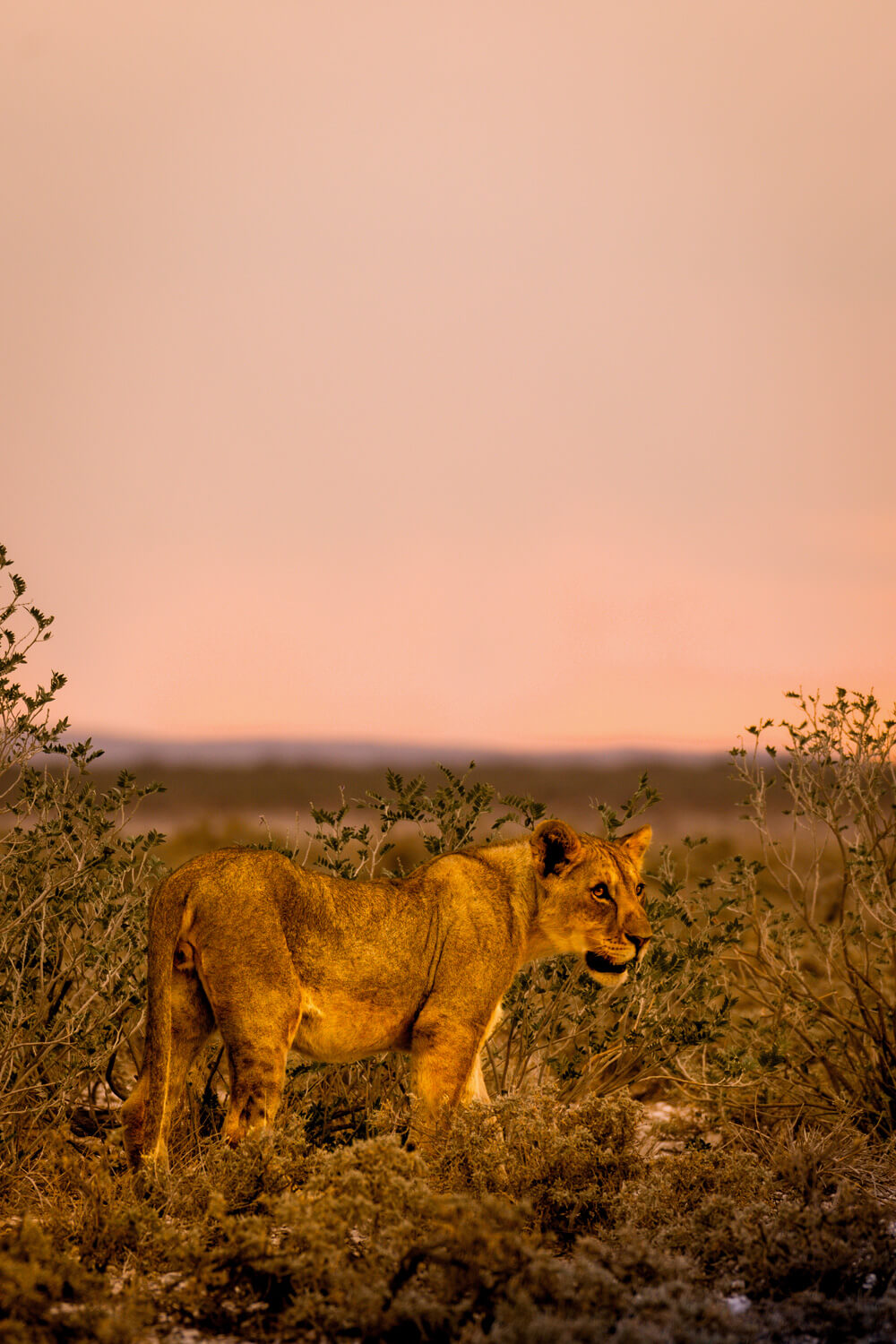 lionne golden hour photographie wildlife afrique