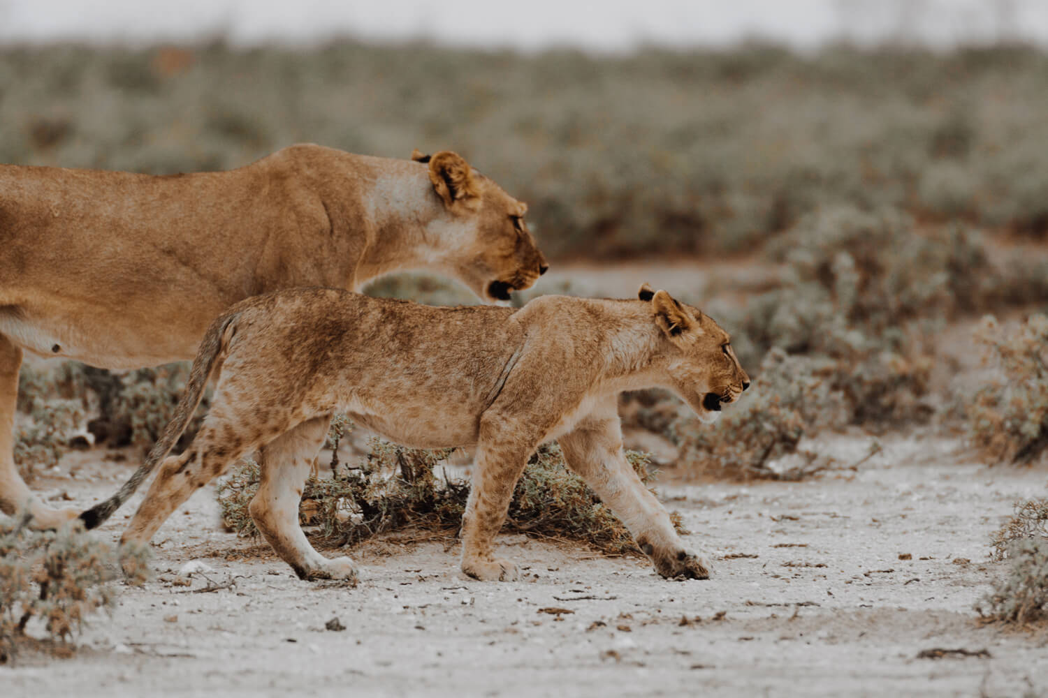 lionnes chasse crepuscule etosha national park