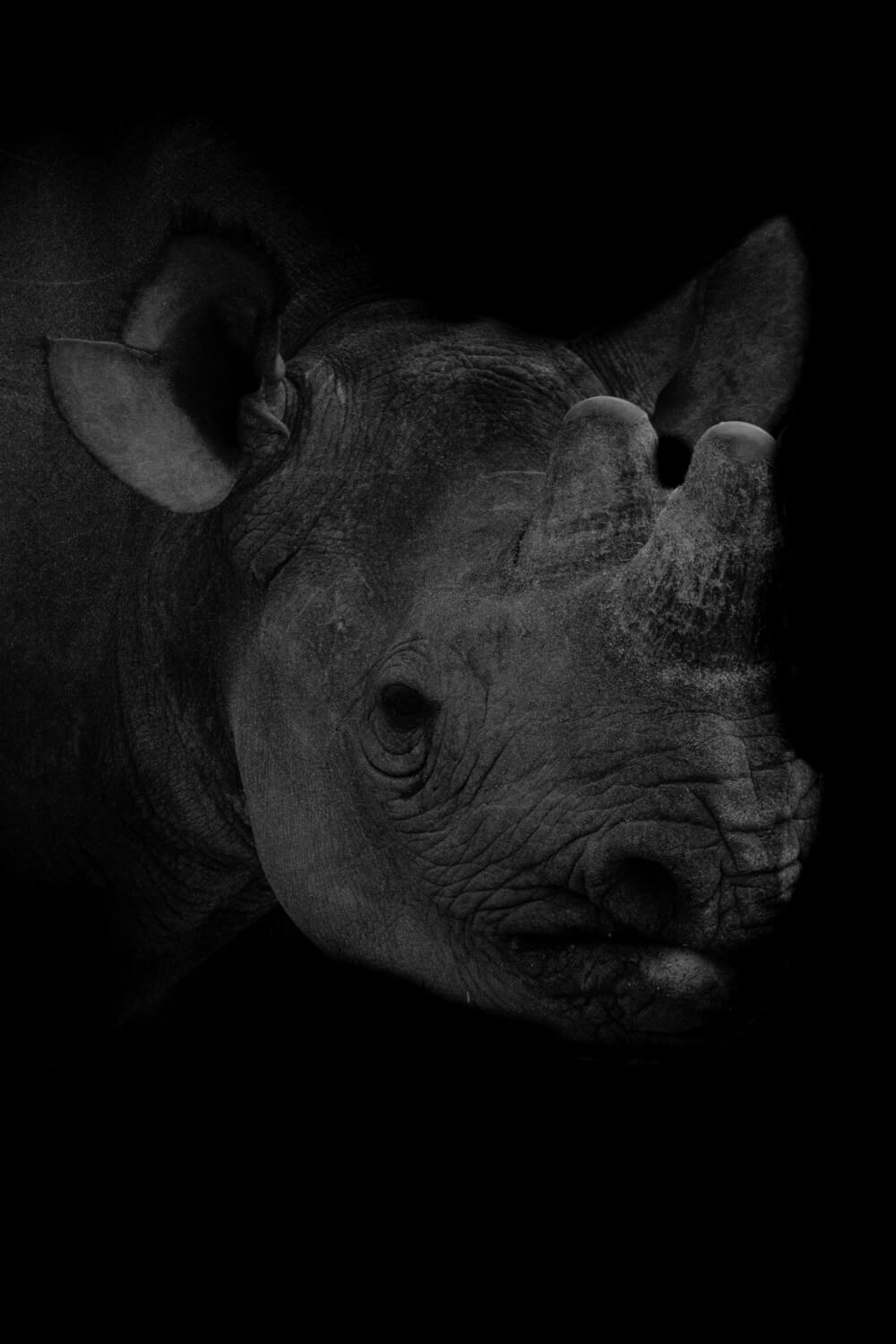 photographie animaliere rhinoceros noir nikon d7100
