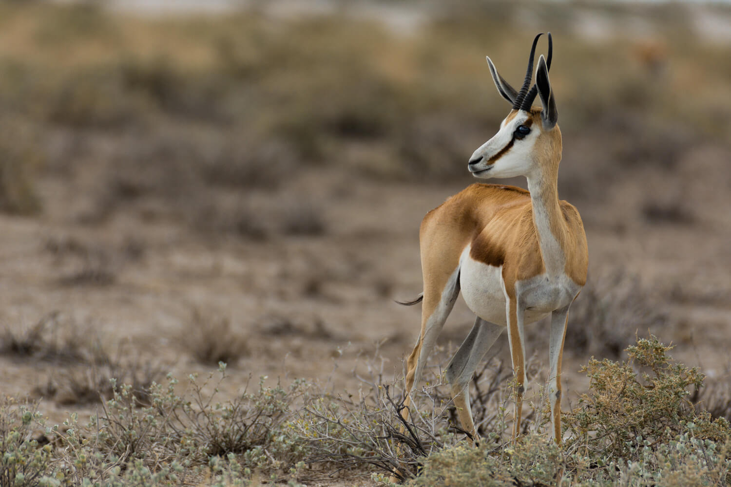 springbok antilope afrique animal nature