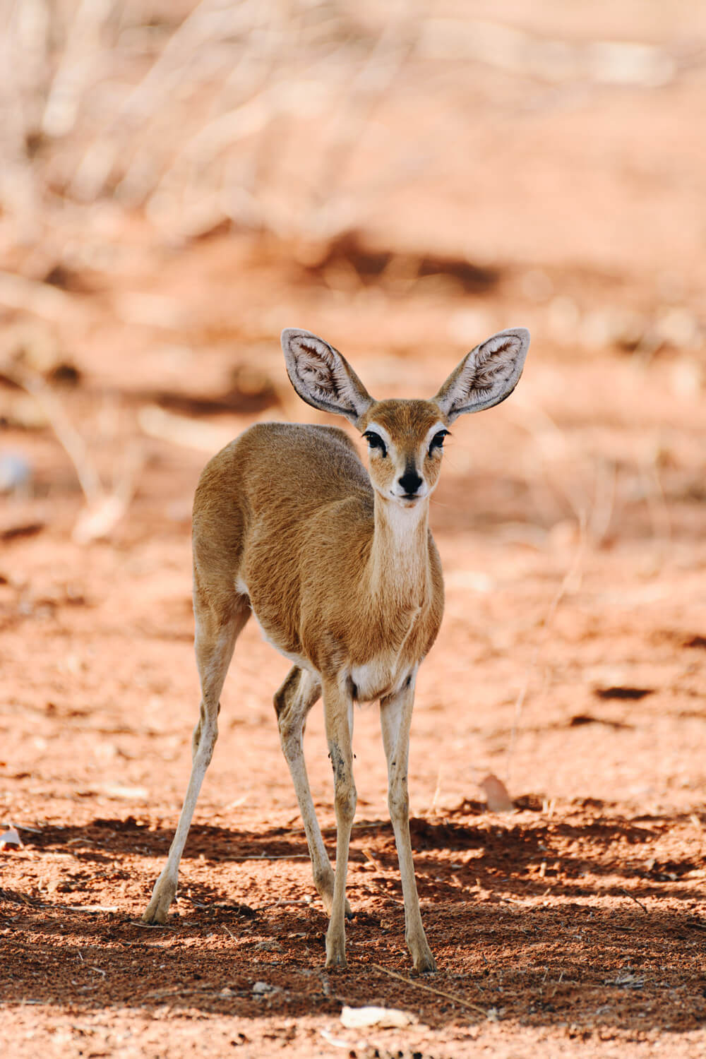 steenbok etosha national park petite antilope namibie