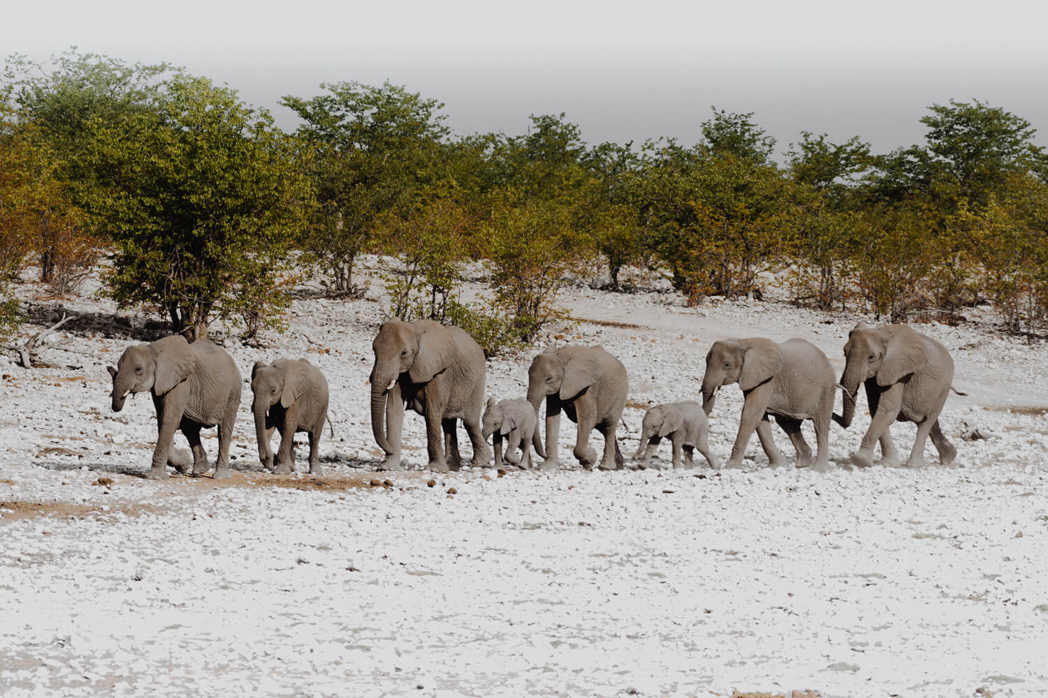 troupeau elephants elephanteaux etosha point eau