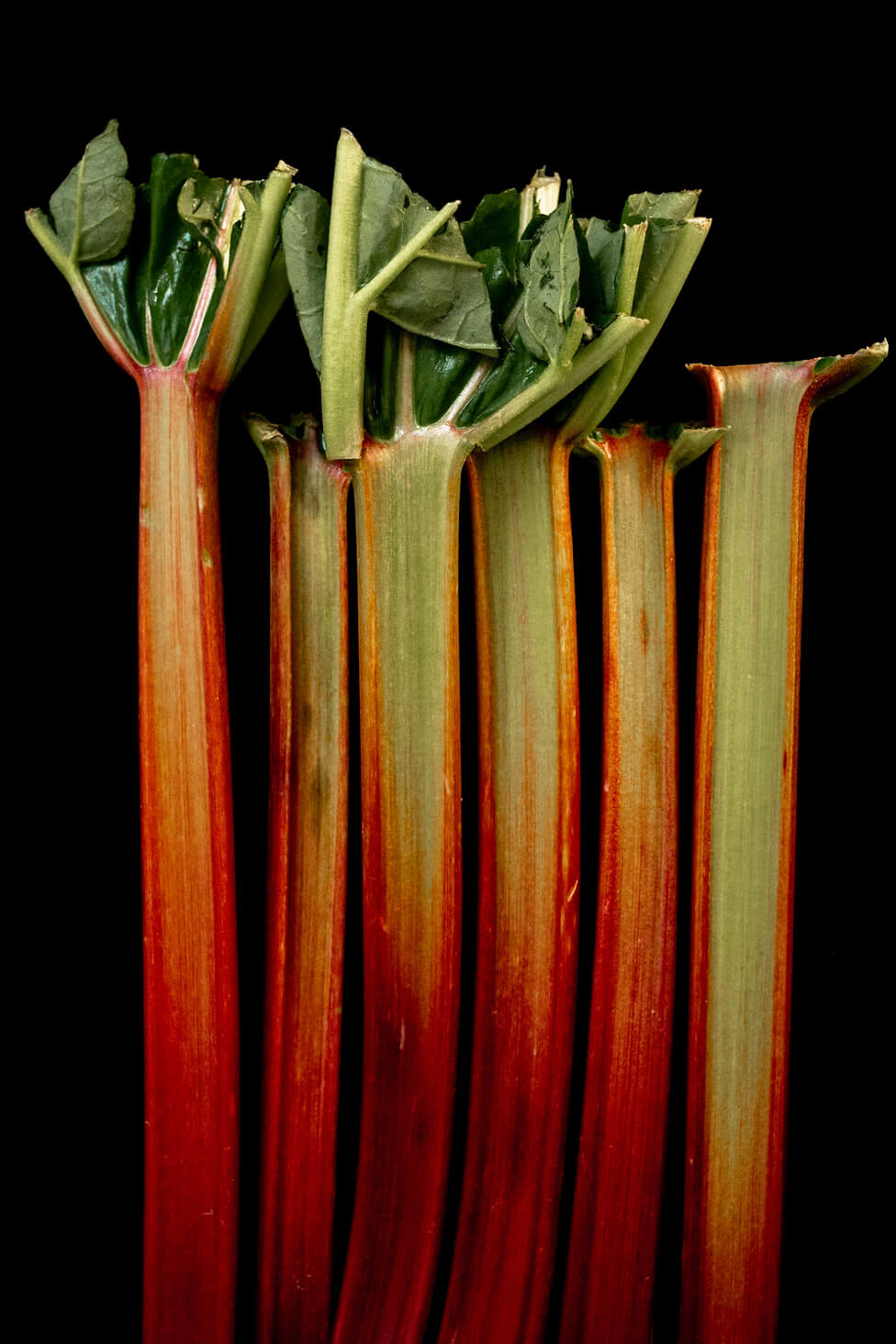 colorimetrie rhubarbe legume photographie